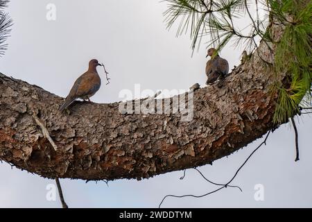 Ein Paar lachende Tauben, die auf einem Tannenzweig stehen, einer davon mit einem kleinen Zweig, um ein Nest zu bauen, in seinem Schnabel. Stockfoto