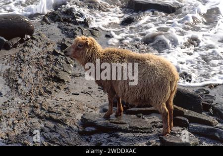 North Ronaldsay Orkney Islands Schottland kleine Schafe am felsigen Strand auf der Suche nach Algen zum Essen Stockfoto