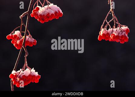 Schneebedeckte rote vogelbeeren Stockfoto