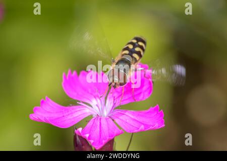 Scaeva selenitica nähert sich der Blüte einer Karthäusernelke - Dianthus carthusianorum Stockfoto