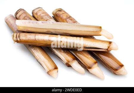 Essbare rohe Rasiermuscheln isoliert auf weißem Hintergrund. Delikatessen. Stockfoto