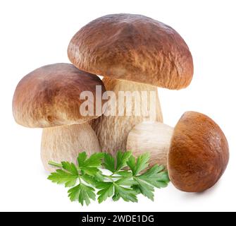 Stachelpilze und frische Petersilienblätter auf weißem Hintergrund. Stockfoto