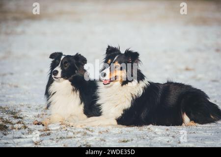 Zwei Shelties (Shetland Sheepdogs) Stockfoto