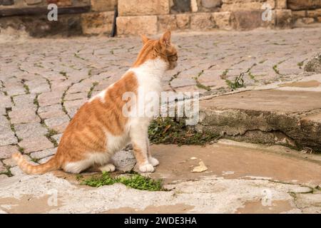Entzückende Streunerkatze Nahaufnahme Stockfoto