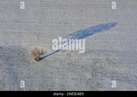 20.1.2024 Winterbaum Landschaft im Winter. Blich auf einen Baum und seinen Schatten auf einem verschneiten Feld bei Weinheim. Weinheim Odenwald Baden Württemberg Deutschland *** 20 1 2024 Winterbaumlandschaft im Winter Ansicht eines Baumes und seines Schattens in einem verschneiten Feld bei Weinheim Weinheim Odenwald Baden Württemberg Deutschland Stockfoto