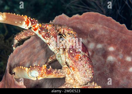 Belize, Batwing-Korallenkrabbe (Carpilius corallinus) Stockfoto