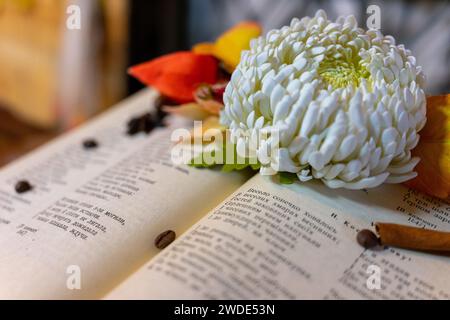 Buch öffnen. Eine weiße Blume und Kaffeebohnen liegen auf einem offenen Buch. Selektiver Fokus, geringe Tiefe des scharf dargestellten Raums. Stockfoto