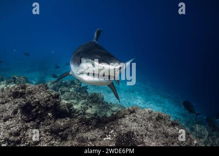 Tigerhai schwimmt im blauen Ozean. Tauchen mit gefährlichen Tigerhaien. Stockfoto