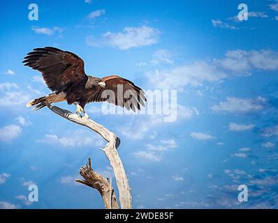 Ein Harris hawk am Arizona-Sonora Desert Museum in der Nähe von Tucson, Arizona. Stockfoto