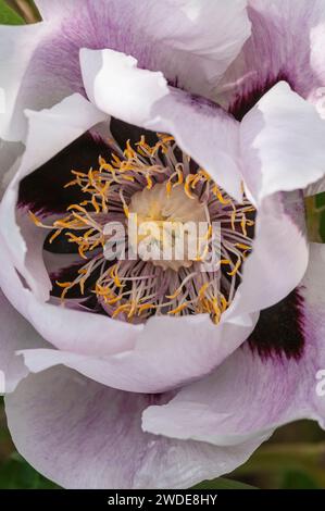 Oriental Poppy Flower Papaver orientale, deutlich die zentrale Struktur innerhalb der Blütenblätter, Mai Stockfoto