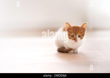 Haustiere, Tierpflege und Katze auf einem Boden in einem Haus warten, chillen und auf einem Boden sitzen und neugierig aussehen. Ginger, beobachte und Kätzchen in einem Zimmer Stockfoto