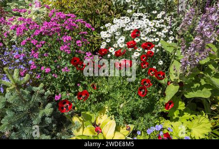 Marienkäfer Mohnblumen zwischen vielen bunten Blumen in einem Arrangement von Töpfen zusammen auf einer Terrasse, Kent, Juni Stockfoto