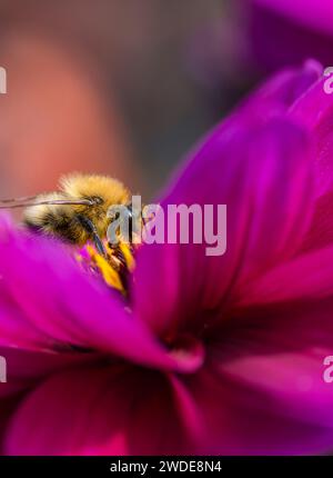Gemeine Carderbiene Bombus pascuorum, ernährt sich von einer Dahlienblume in einem Garten, August Stockfoto