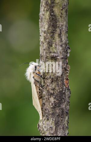 Buff Ermine Moth Spilosoma luteum, ruht auf einem Zweig in einem Garten, Co Durham, Juni Stockfoto