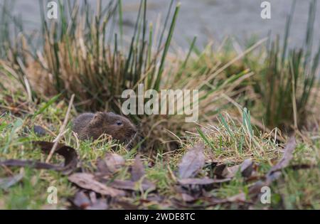 Europäische Wassermühle Arvicola amphibius, Fütterung auf grasbewachsenem Ufer des Pools, RSPB Saltholme Reserve, Teeside, Januar Stockfoto