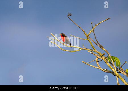 Rotbreasted Meadowlark, Leistes militaris, Amazonasbecken, Brasilien Stockfoto