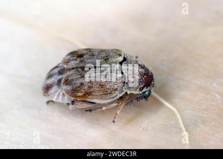 Samenkäfer, Bohnenkäfer (Bruchinae oder früher Bruchidae), der sich im Samen einer Pflanze entwickelt, einem Baum aus der Familie der Hülsenfrüchte (Fabaceae). Stockfoto