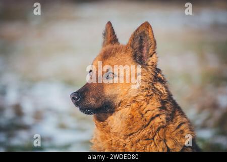 Westerwälder Kuhhund, eine alte gefährdete Zuchtrasse aus Deutschland Stockfoto