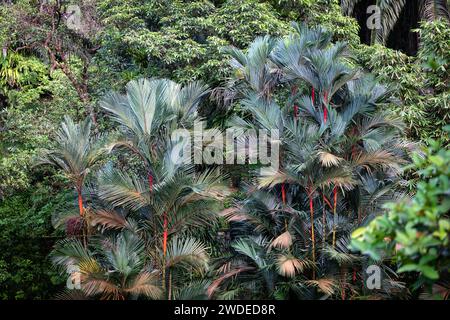 Silberne Areca-Palmen stehen im Mittelpunkt, während der Hintergrund üppiges tropisches Grün zeigt. Ein bezauberndes Bild, das sich perfekt als fesselnder Hintergrund eignet Stockfoto