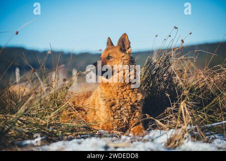 Westerwälder Kuhhund, eine alte gefährdete Zuchtrasse aus Deutschland Stockfoto