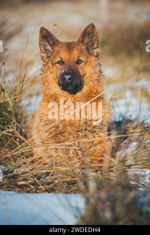 Westerwälder Kuhhund, eine alte gefährdete Zuchtrasse aus Deutschland Stockfoto