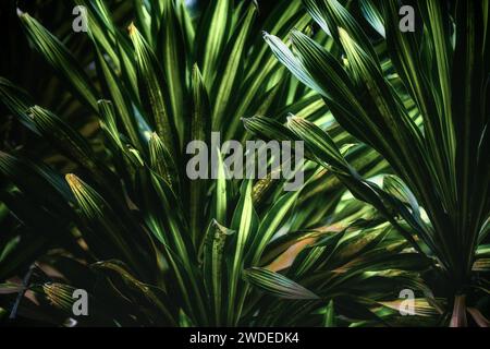 Dracaena mit gelb-grün gestreiften Blättern in einer stimmungsvollen und kontrastreichen Komposition. Perfekt als Hintergrund. Stockfoto