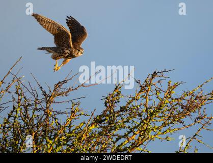 Ein wildes weibliches Merlin (Falco columbarius) auf der Jagd auf Lindisfarne, Northumberland Stockfoto