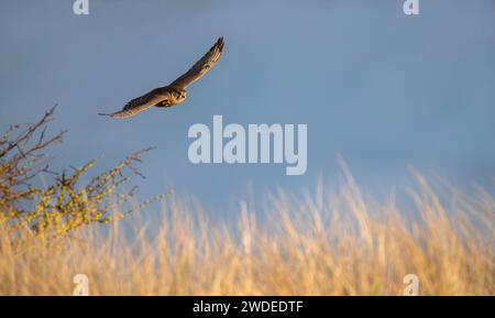 Ein wildes weibliches Merlin (Falco columbarius) auf der Jagd auf Lindisfarne, Northumberland Stockfoto