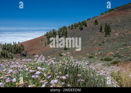 Sommer Natur Landschaft mit Rosalillo de cumbre Blumen in Bergen über Wolken Stockfoto