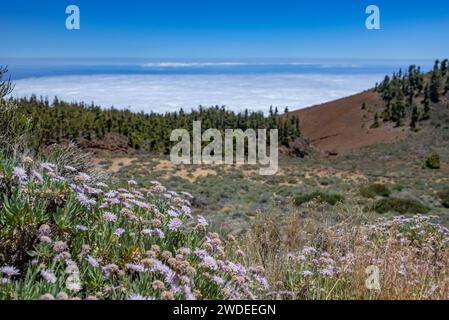 Sommer Natur Landschaft mit Rosalillo de cumbre Blumen in Bergen über Wolken Stockfoto