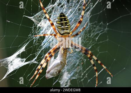 Schwarz-gelbe Wespenspinne, Argiope bruennichi, auf einem Netz in Nahaufnahme mit Beute in Seide mit dunklem, verschwommenem Hintergrund. Stockfoto