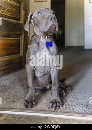 Der schwarze Boerboel-Welpe sitzt vor der Tür zu Hause und bewacht den Eingang. Boerboel ist eine südafrikanische Rasse von Großhunden vom Mastiff-Typ Stockfoto