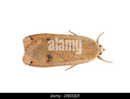 Große gelbe Unterflügelmotte isoliert auf weißem Hintergrund, Noctua pronuba Stockfoto