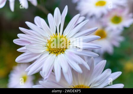 Weiße Blume Nahaufnahme auf dem Hintergrund anderer Blumen. Große weiße Gänseblümchen. Weicher Fokus, geringe Schärfentiefe Stockfoto
