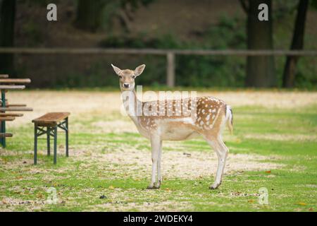Weibchen Damhirsch im Park, bewölkter Tag im Herbst (Österreich) Stockfoto