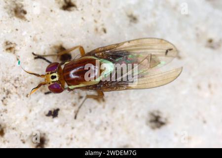 Eine farbenfrohe, wunderschön gefärbte Fliege (Diptera), die auf Mauritius beobachtet wird. Stockfoto