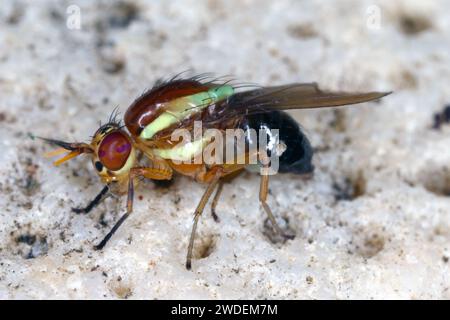 Eine farbenfrohe, wunderschön gefärbte Fliege (Diptera), die auf Mauritius beobachtet wird. Stockfoto