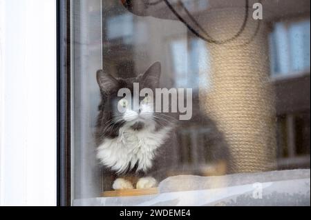 Katze, die durch ein Hausfenster hinausschaut Stockfoto