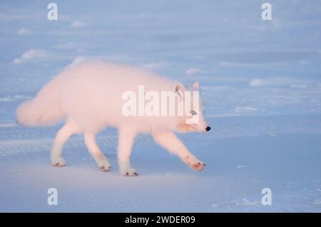 arctic fox Alopex lagopus adult scavenges for food under the snow along the arctic coast 1002 area of the ANWR, Beaufort sea, Alaska Stockfoto