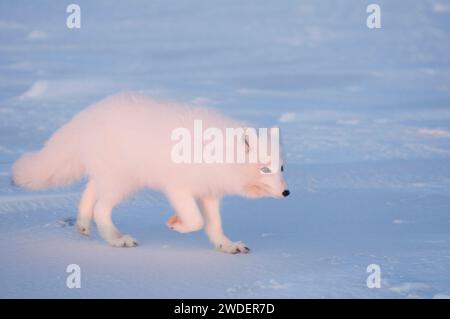 arctic fox Alopex lagopus adult scavenges for food under the snow along the arctic coast 1002 area of the ANWR, Beaufort sea, Alaska Stockfoto