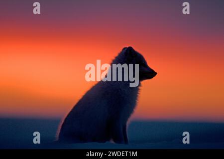 Arctic Fox Vulpes lagopus bei Sonnenuntergang 1002 Gebiet der ANWR Beaufort See Alaska Stockfoto