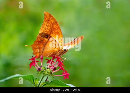 Malaiischer Kreuzer Schmetterling - Vindula dejone, schöner gelber und orangener Schmetterling Stockfoto