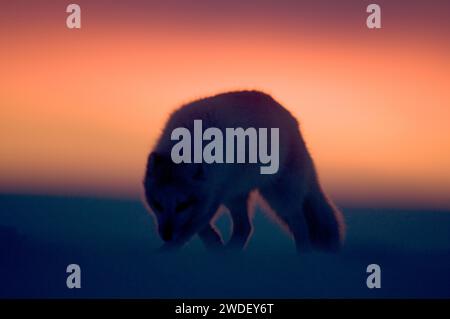 Arctic Fox Vulpes lagopus bei Sonnenuntergang 1002 Gebiet der ANWR Beaufort See Alaska Stockfoto