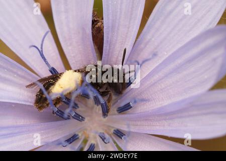 Natürliche Nahaufnahme einer haarigen kleinen schwarzen Shaggy-Biene, Panurgus sammelt weiße Pollen aus einer Common Zichory, Cichorium intybus in Gard, Frankreich Stockfoto