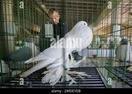 Zabok, Kroatien. Januar 2024. Der Verband der Kleintierzüchter „Zabok 2000“ organisierte die staatliche Ausstellung kroatischer Originalrassen und die 17. Interregionale Ausstellung von Kleintieren im Stadtpark Zabok. Besucher der Ausstellung konnten etwa 500 kleine Tiere sehen: Tauben, Geflügel, Kaninchen und Vögel, in Zagreb, Kroatien, am 20. Januar 2024. Foto: Davor Puklavec/PIXSELL Credit: Pixsell/Alamy Live News Stockfoto