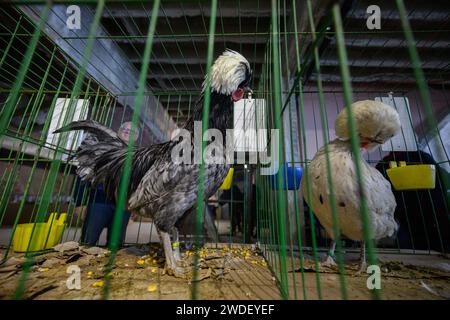 Zabok, Kroatien. Januar 2024. Der Verband der Kleintierzüchter „Zabok 2000“ organisierte die staatliche Ausstellung kroatischer Originalrassen und die 17. Interregionale Ausstellung von Kleintieren im Stadtpark Zabok. Besucher der Ausstellung konnten etwa 500 kleine Tiere sehen: Tauben, Geflügel, Kaninchen und Vögel, in Zagreb, Kroatien, am 20. Januar 2024. Foto: Davor Puklavec/PIXSELL Credit: Pixsell/Alamy Live News Stockfoto