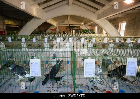 Zabok, Kroatien. Januar 2024. Der Verband der Kleintierzüchter „Zabok 2000“ organisierte die staatliche Ausstellung kroatischer Originalrassen und die 17. Interregionale Ausstellung von Kleintieren im Stadtpark Zabok. Besucher der Ausstellung konnten etwa 500 kleine Tiere sehen: Tauben, Geflügel, Kaninchen und Vögel, in Zagreb, Kroatien, am 20. Januar 2024. Foto: Davor Puklavec/PIXSELL Credit: Pixsell/Alamy Live News Stockfoto