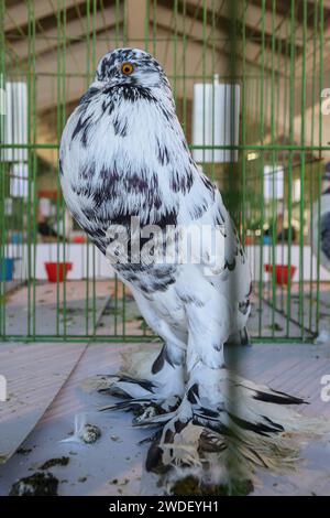 Zabok, Kroatien. Januar 2024. Der Verband der Kleintierzüchter „Zabok 2000“ organisierte die staatliche Ausstellung kroatischer Originalrassen und die 17. Interregionale Ausstellung von Kleintieren im Stadtpark Zabok. Besucher der Ausstellung konnten etwa 500 kleine Tiere sehen: Tauben, Geflügel, Kaninchen und Vögel, in Zagreb, Kroatien, am 20. Januar 2024. Foto: Davor Puklavec/PIXSELL Credit: Pixsell/Alamy Live News Stockfoto