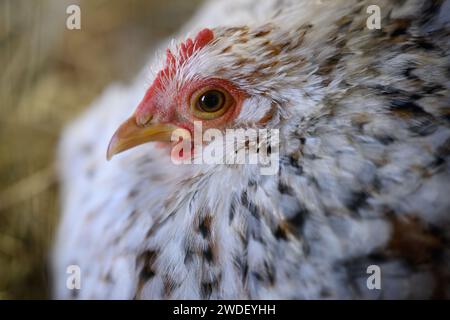 Zabok, Kroatien. Januar 2024. Der Verband der Kleintierzüchter „Zabok 2000“ organisierte die staatliche Ausstellung kroatischer Originalrassen und die 17. Interregionale Ausstellung von Kleintieren im Stadtpark Zabok. Besucher der Ausstellung konnten etwa 500 kleine Tiere sehen: Tauben, Geflügel, Kaninchen und Vögel, in Zagreb, Kroatien, am 20. Januar 2024. Foto: Davor Puklavec/PIXSELL Credit: Pixsell/Alamy Live News Stockfoto