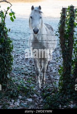 White Pony Ganzkörper, von vorne, hinter Stacheldraht in England, Großbritannien Stockfoto